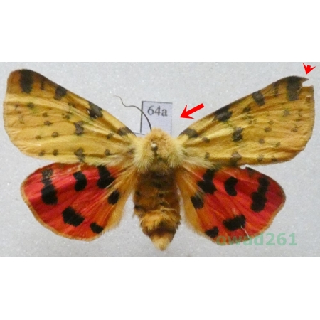 Rhyparia purpurata (Linnaeus, 1758) female Slovakia64a